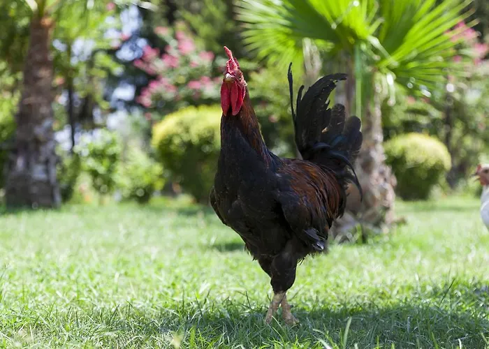 度假村 Rox 凯梅尔