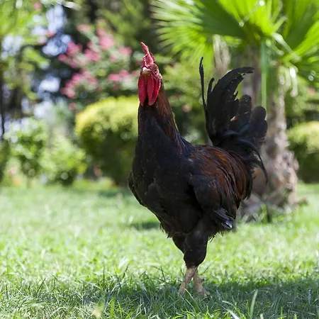 Üdülőközpont Rox Kemer